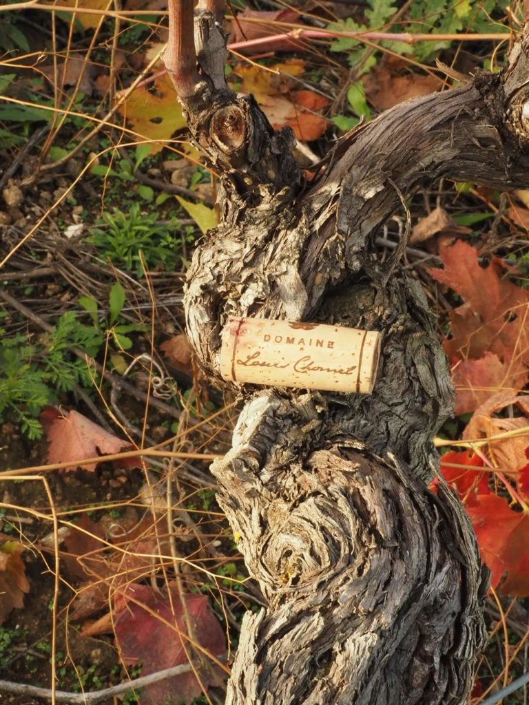 Le terroir Domaine Louis Chomel